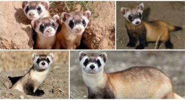 Popis amerických černonohých fretek a kde žijí, životní styl